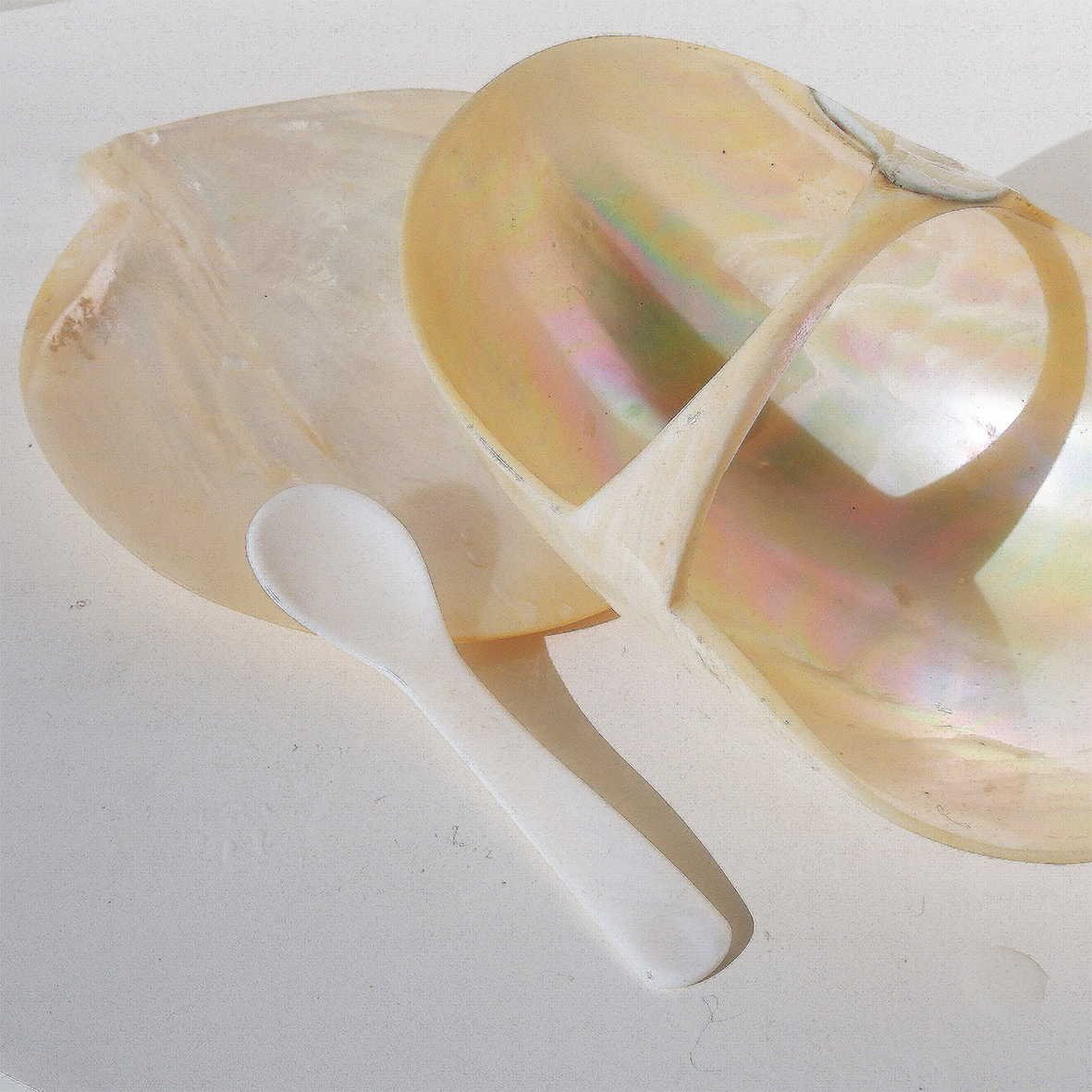 SHELL SET – MOLLUSC HOUSE