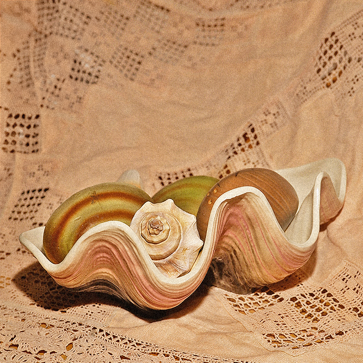 CLAM SHELL BOWL