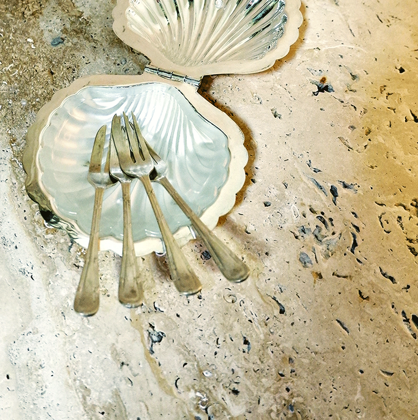 Caviar Shells SILVER CAVIAR SHELL – MOLLUSC HOUSE