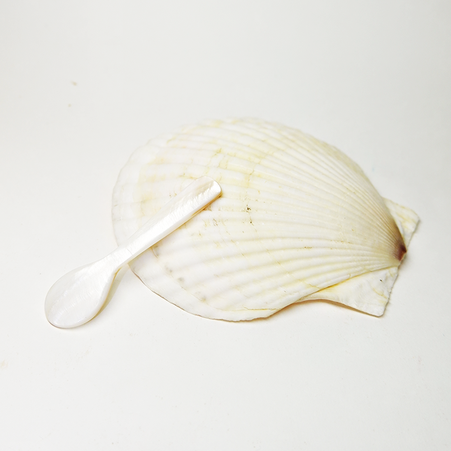 SCALLOP +PRAWN SHELLS – MOLLUSC HOUSE
